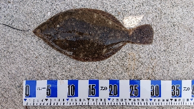 花見ガレイ、ガシラ釣り