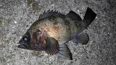 満月メバリング