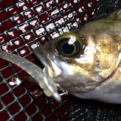 二見メバリング10