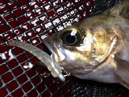 二見メバリング10