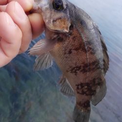 花粉も少なくなったので♪