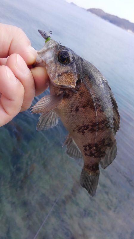 花粉も少なくなったので♪
