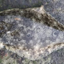 瀬戸内の岡山地域で2匹GET！