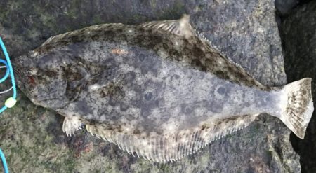 瀬戸内の岡山地域で2匹GET！