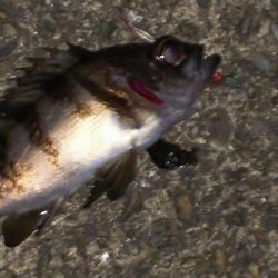 やっぱり・・・