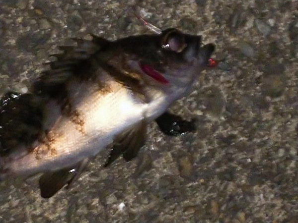 やっぱり・・・