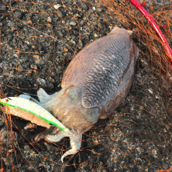 日本海コウイカエギング（2019-1）