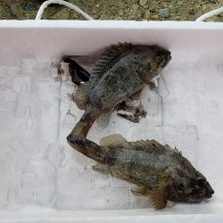 久しぶりの投げ釣り