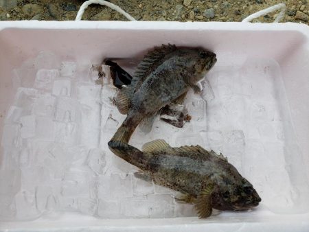 久しぶりの投げ釣り