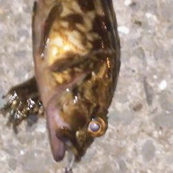 癒しのガッシー