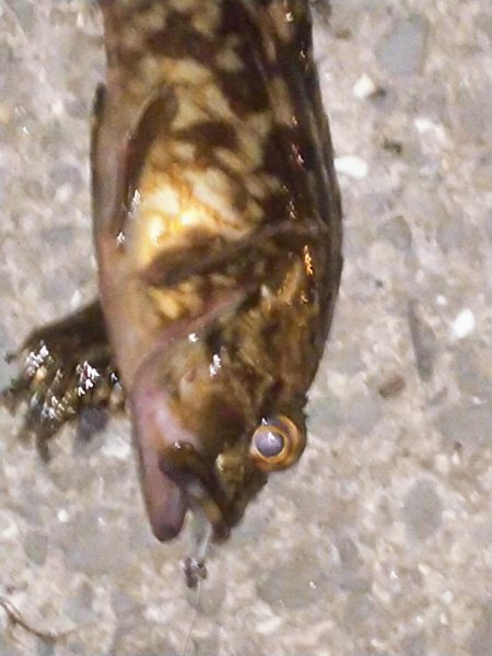 癒しのガッシー