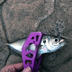 日本海アジング（2019-1）