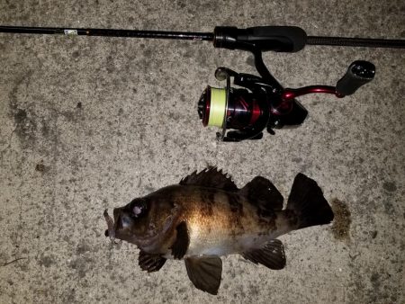 小鳴門メバリング