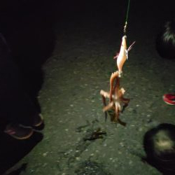 イカ釣りが･･･