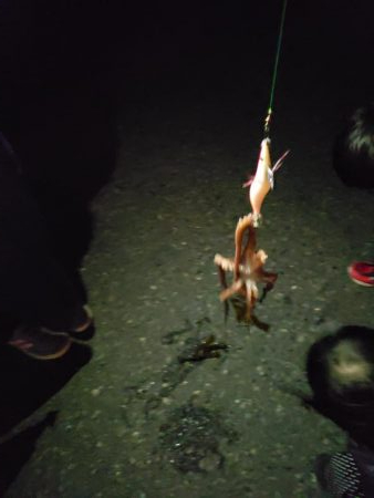 イカ釣りが･･･