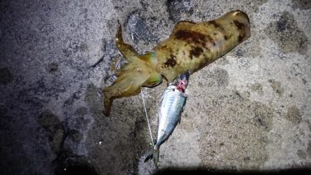 春イカ調査3日目