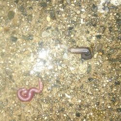 そろそろバチ抜け?