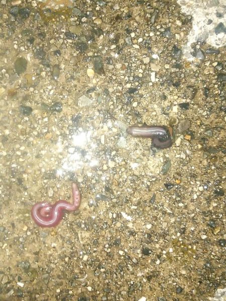 そろそろバチ抜け?