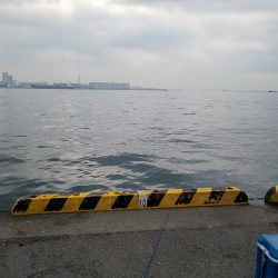 マイワシ22cm、サバ30cmオーバー、爆釣