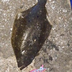 エギングデビュー