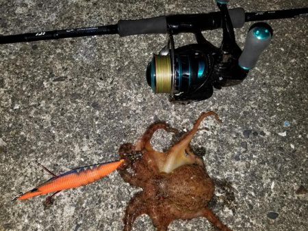 高知愛南遠征2日目