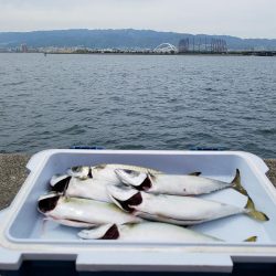 サバ6匹　30cmオーバー　鳴尾浜L字ポイント　