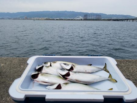 サバ6匹　30cmオーバー　鳴尾浜L字ポイント　