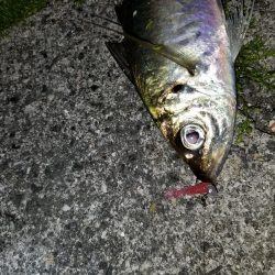 高知愛南遠征3日目