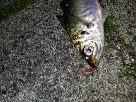 高知愛南遠征3日目