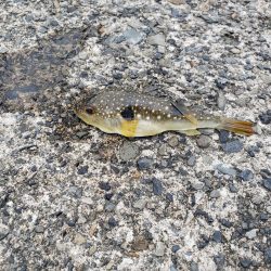 平成最後の釣り