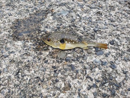 平成最後の釣り