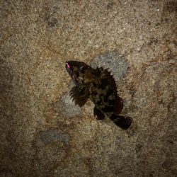 当たりはあるけど、、、