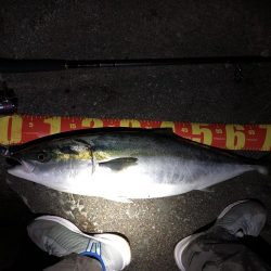 ついに波止から初ブリ‼️