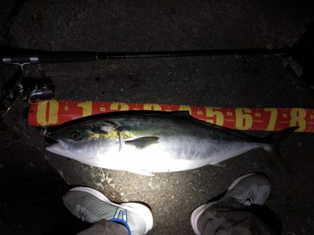 ついに波止から初ブリ‼️