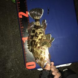 アオリイカ ガシラ