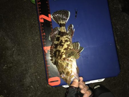 アオリイカ ガシラ