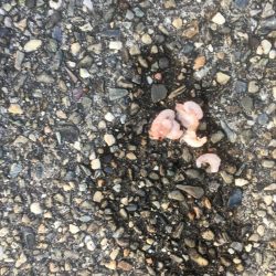 撒き餌を使って穴釣り