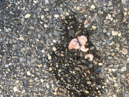 撒き餌を使って穴釣り