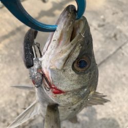 30分で５本キャッチ♫