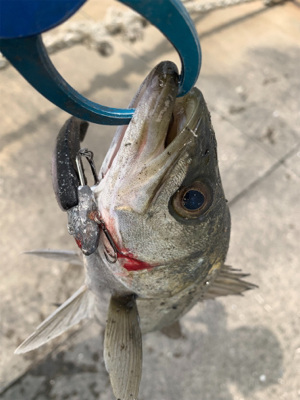 30分で５本キャッチ♫