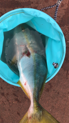 ハマチ居ました