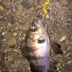 今日もフロート！