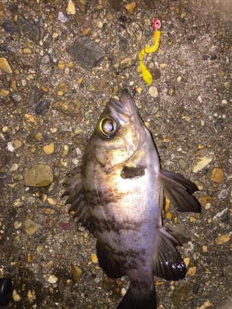 今日もフロート！