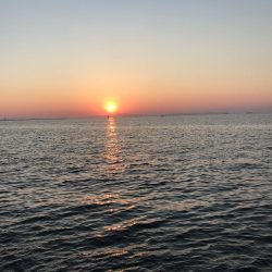 相変わらずサバ釣れます