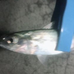 平成最後の雨の釣り