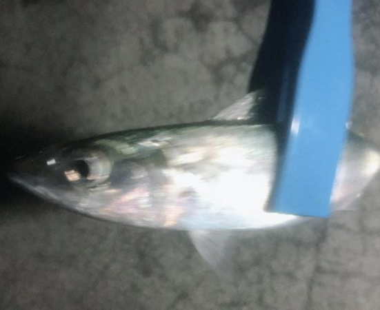 平成最後の雨の釣り