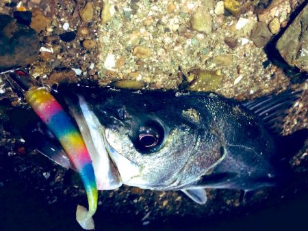 シーバスとエギングへ