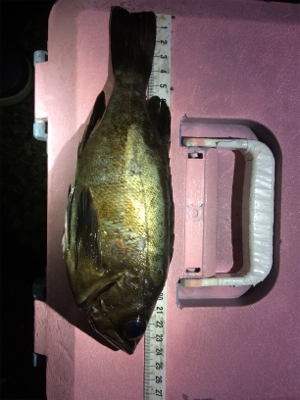 5目ライトゲーム(*^ω^*)