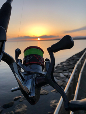 朝マズメ シーバス