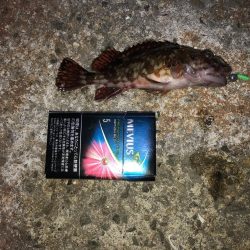 メバルが欲しい